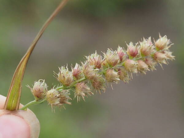 Cenchrus echinatus Inflorescence