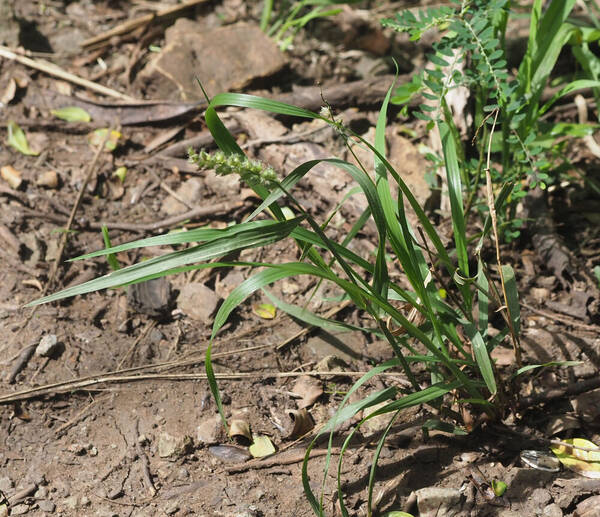 Cenchrus echinatus Plant