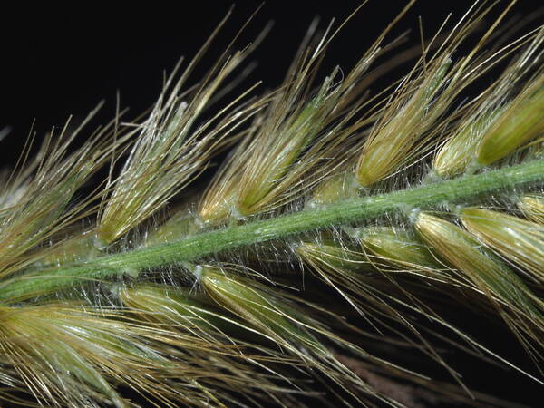 Cenchrus purpureus Spikelets