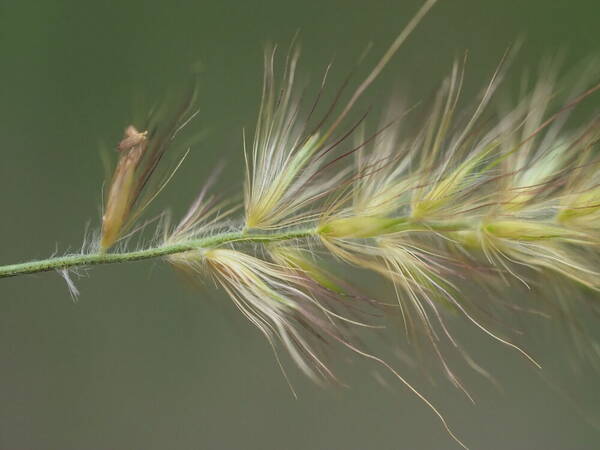 Cenchrus purpureus Spikelets