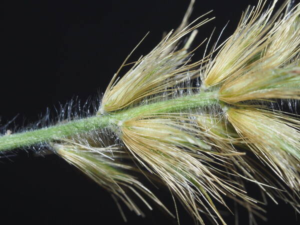 Cenchrus purpureus Spikelets