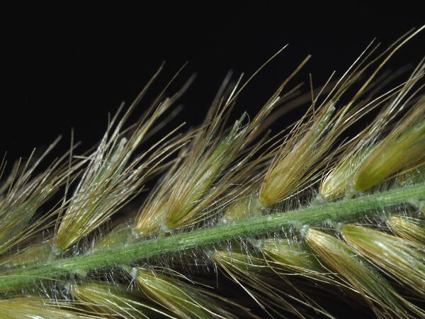 Cenchrus purpureus Spikelets