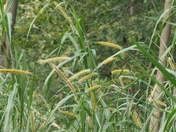 Cenchrus purpureus Habit