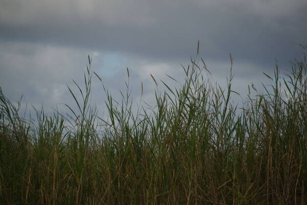 Cenchrus purpureus Habit