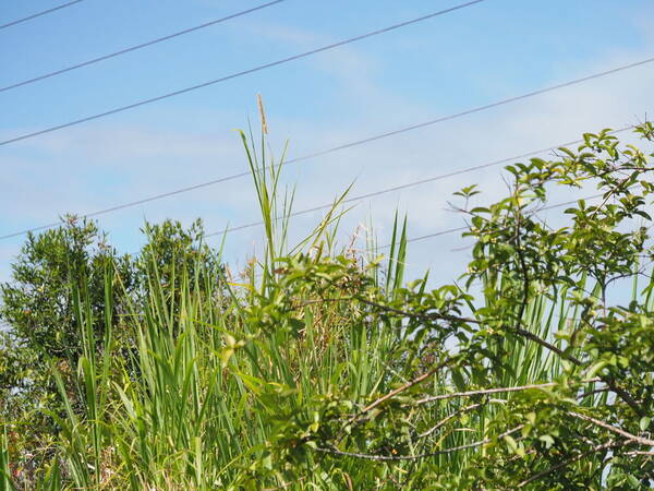 Cenchrus purpureus Habit