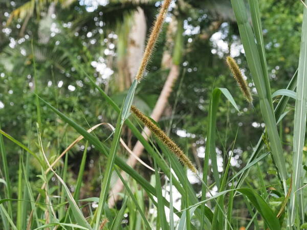 Cenchrus purpureus Habit