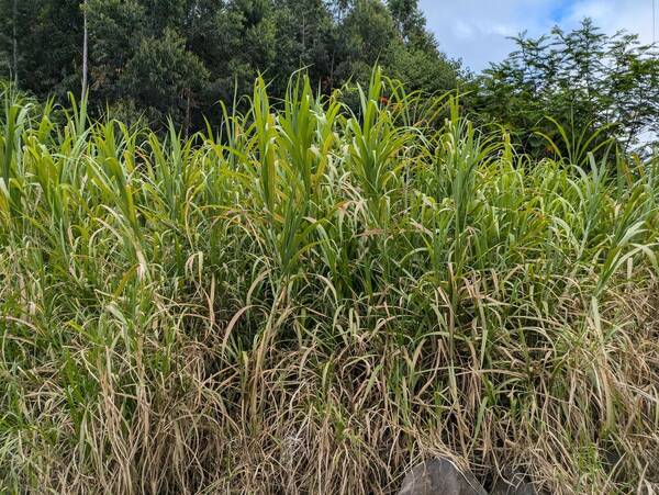 Cenchrus purpureus Habit