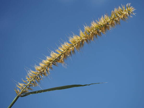 Cenchrus purpureus Inflorescence