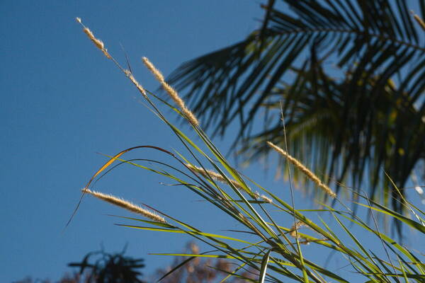 Cenchrus purpureus Inflorescence