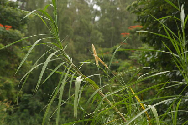 Cenchrus purpureus Inflorescence