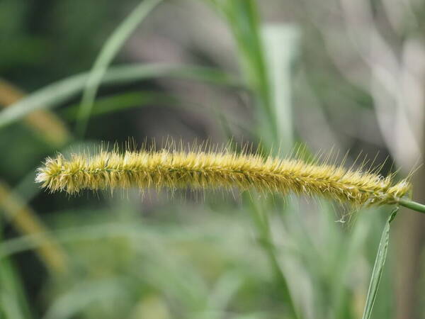 Cenchrus purpureus Inflorescence