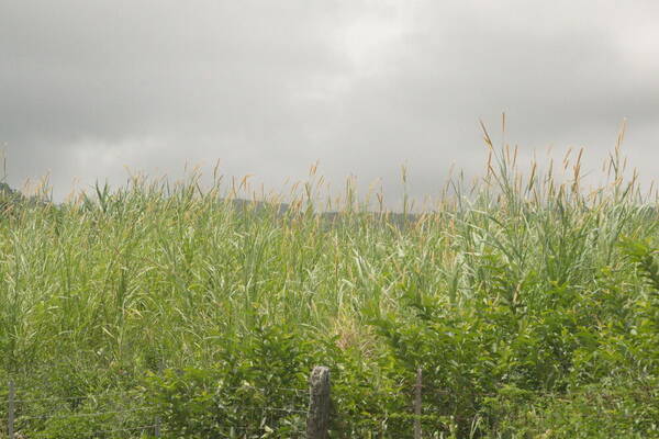 Cenchrus purpureus Landscape