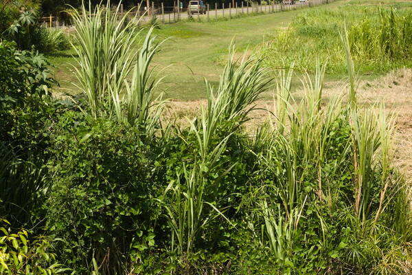 Cenchrus purpureus Plant