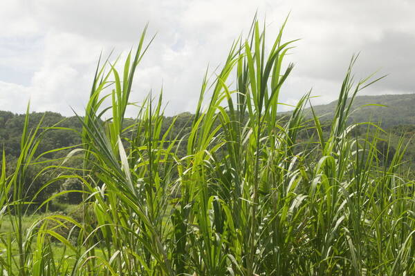 Cenchrus purpureus Plant