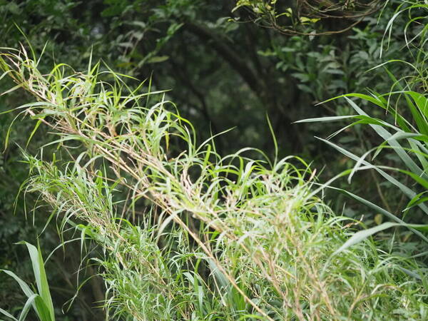 Cenchrus purpureus Plant