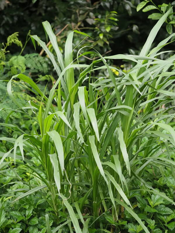 Cenchrus purpureus Plant