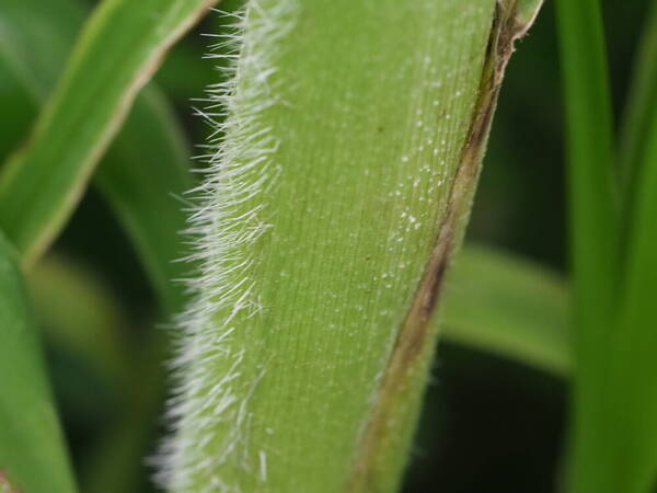 Cenchrus purpureus Plant