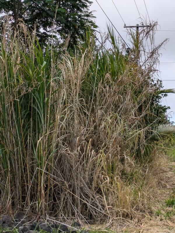 Cenchrus purpureus Plant