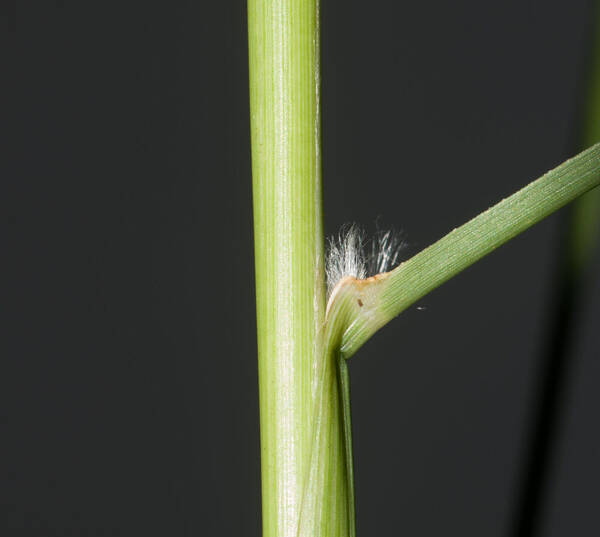 Cenchrus setaceus Collar