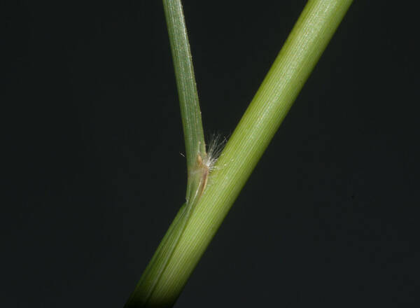 Cenchrus setaceus Collar