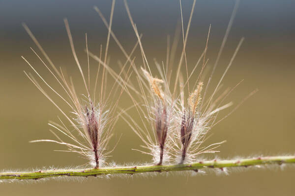 Cenchrus setaceus Spikelets