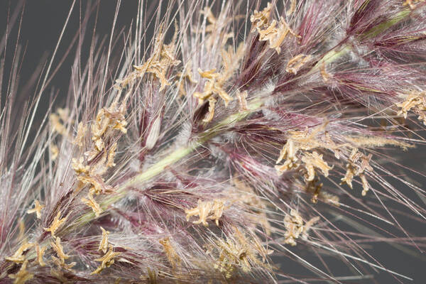 Cenchrus setaceus Spikelets