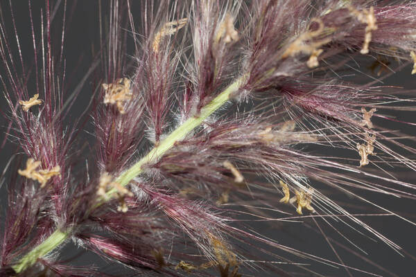 Cenchrus setaceus Spikelets