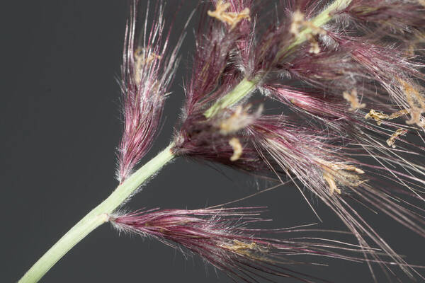 Cenchrus setaceus Spikelets