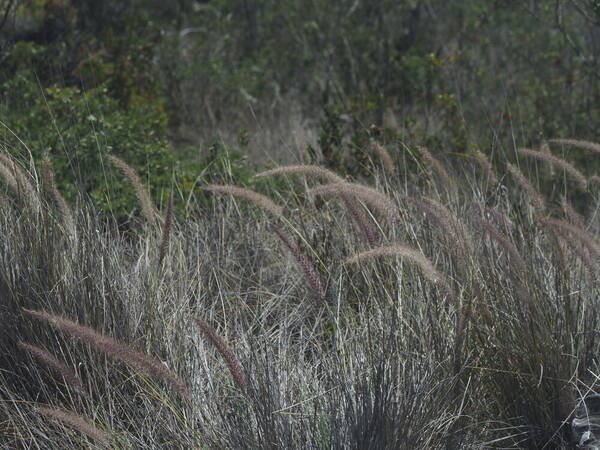 Cenchrus setaceus Habit