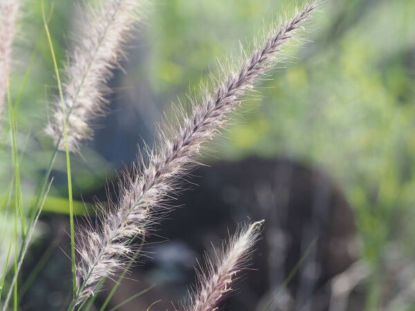 Cenchrus setaceus Inflorescence