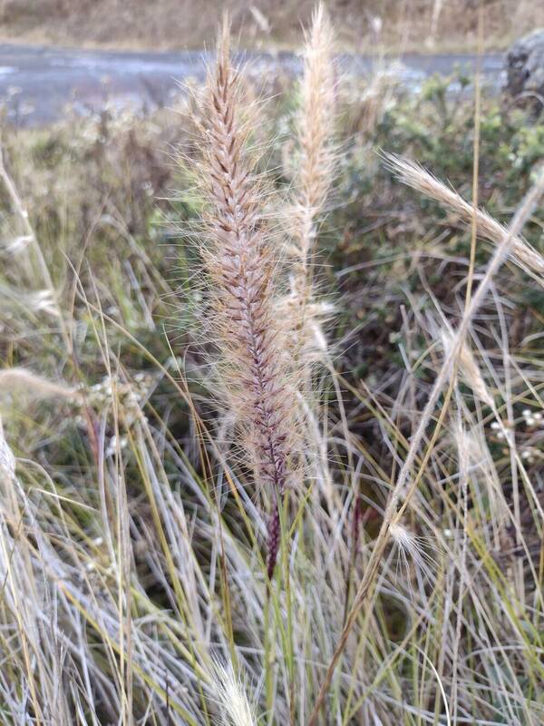 Cenchrus setaceus Inflorescence