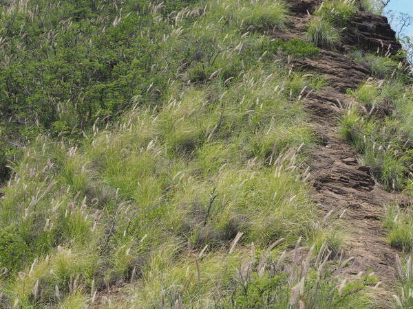 Cenchrus setaceus Landscape