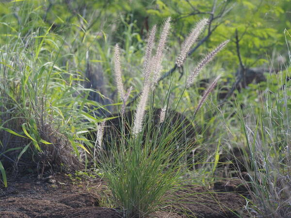 Cenchrus setaceus Plant