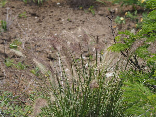 Cenchrus setaceus Plant