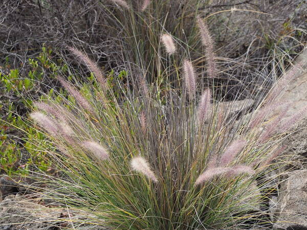 Cenchrus setaceus Plant