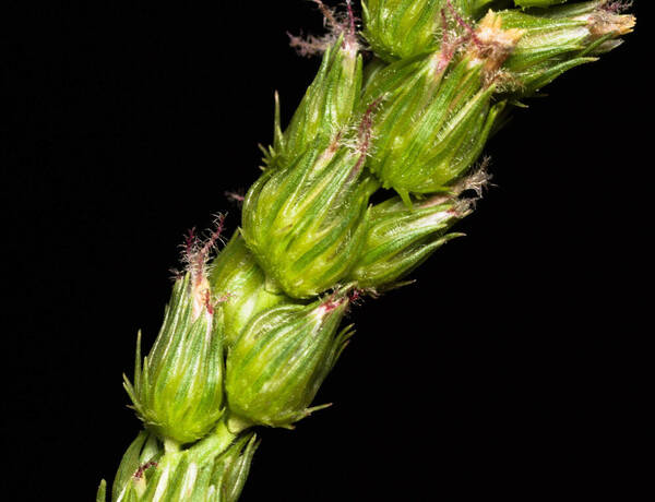 Cenchrus setigerus Spikelets