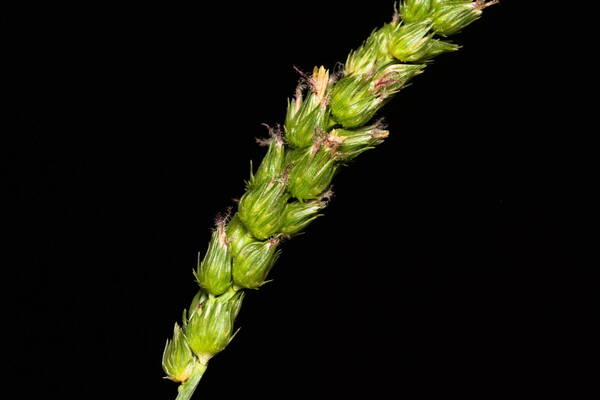 Cenchrus setigerus Spikelets