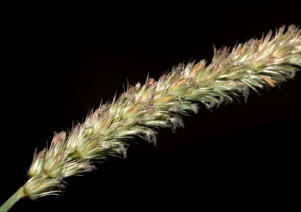 Cenchrus setigerus Spikelets