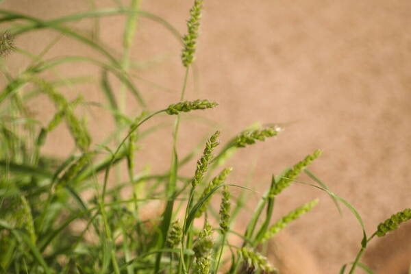 Cenchrus setigerus Habit