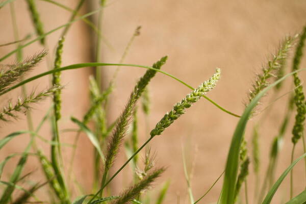 Cenchrus setigerus Habit