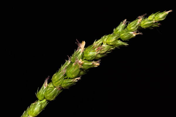 Cenchrus setigerus Inflorescence