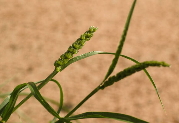 Cenchrus setigerus Inflorescence