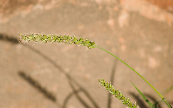 Cenchrus setigerus Inflorescence