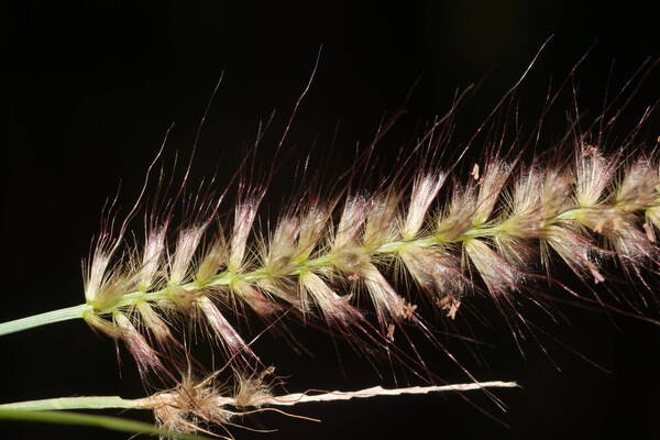 Cenchrus setosus Spikelets