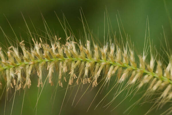 Cenchrus setosus Spikelets