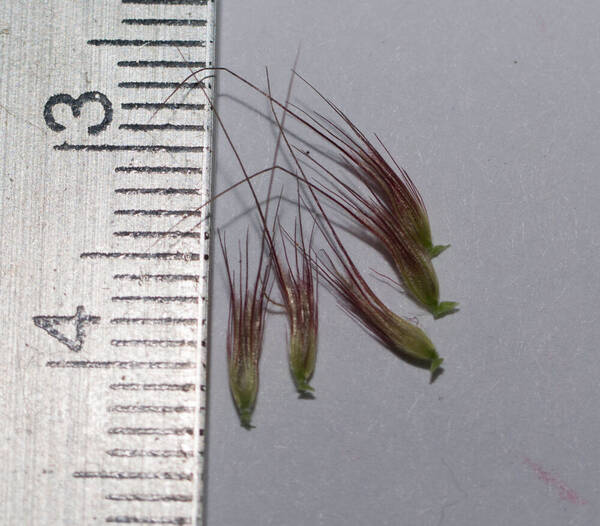 Cenchrus setosus Spikelets