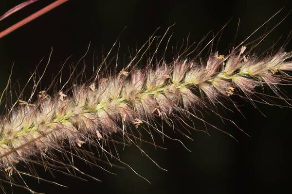 Cenchrus setosus Spikelets