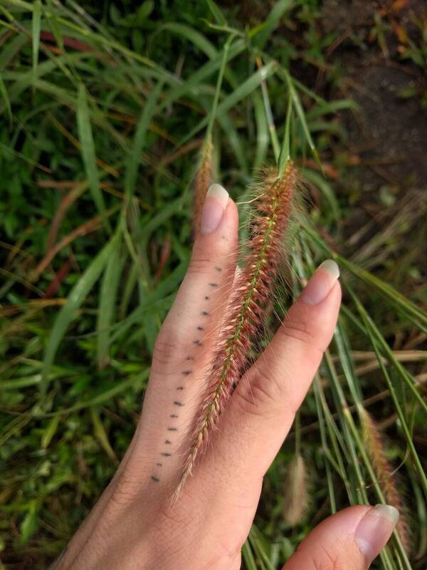 Cenchrus setosus Inflorescence