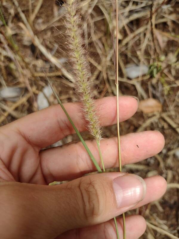 Cenchrus setosus Inflorescence