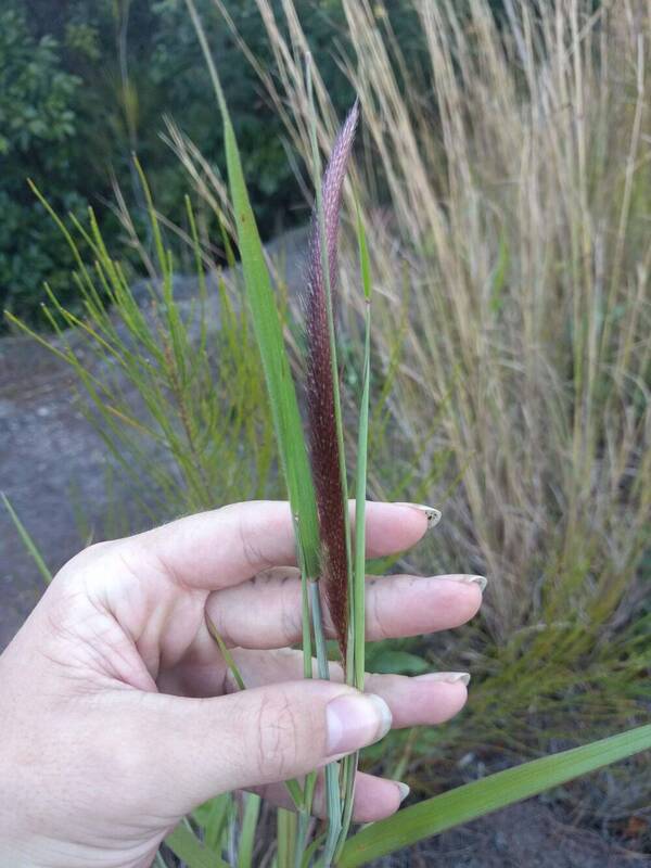 Cenchrus setosus Inflorescence